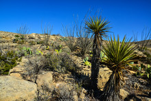 Agave, Yucca, Cacti And Desert Plants In A Mountain Valley Landscape In New Mexico,