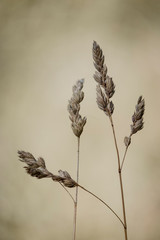 Close-up of dried herbs on a yellow background