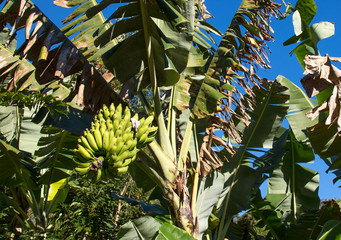 Poster - Bananeira com cacho de banana verde