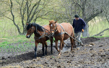 Man Ploughing The Field With Horses