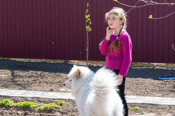 little girl and her cute dog have fun together. Smiling Samoyed and beautiful girl close-up. Kid hugging her cute fluffy dog