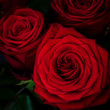 Zbliżenie pięknego czerwonego kwiatu róży