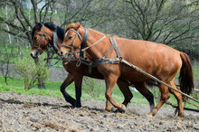 Horses Ploughing The Field