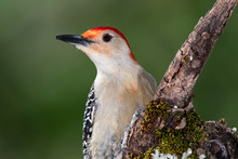 Red-bellied Woodpecker Perched On A Branch Of A Tree