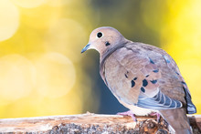 Mourning Dove Perched On An Autumn Branch