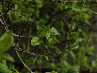 green leaves in spring