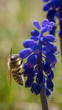 Pszczoła miodna na niebieskim kwiacie