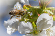 Pszczoła miodna na białych kwiatach czereśni