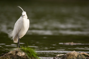 Little egret (Egretta garzetta), small white heron egret with black beak, long black legs and yellow feet, aquatic bird in natural habitat at the river rocks