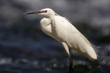 Wall Mural - Little egret (Egretta garzetta), small white heron with a black beak, long black legs and yellow feet, with purple red eye stripe lores in mating season