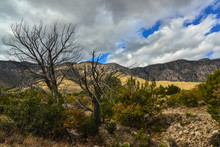 Dry Tree In The Foreground, Agave, Yucca, Cacti And Desert Plants In A Mountain Valley Landscape In New Mexico, USA