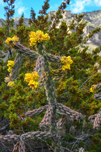 Cacti Tree Cholla (Cylindropuntia Imbricata) Against The Blue Sky In A Mountain Landscape In New Mexico, USA