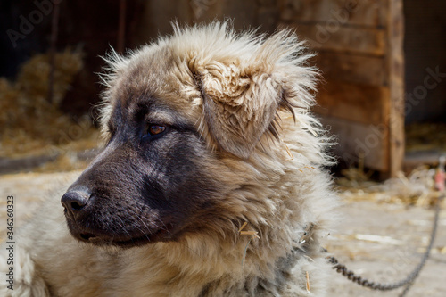 Cute Puppy Of Sarplaninac Shepherd Dog Breed Buy This Stock Photo And Explore Similar Images At Adobe Stock Adobe Stock