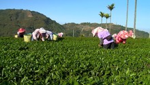 Women Collect Tea Leaves In Plantation On Taiwan Island. Static Shot