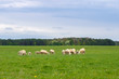 © Игорь Гусев - a flock of sheep grazes on a green field on a sunny day in summer