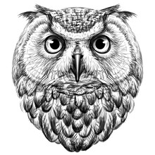 Owl. Sketch, Drawn, Graphic Portrait Of An Owl On A White Background.