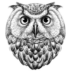 Wall Mural - owl. sketch, drawn, graphic portrait of an owl on a white background.