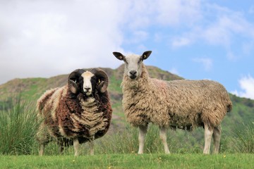 Wall Mural - sheep in the field