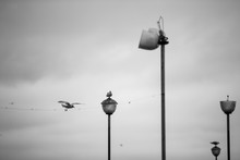 Pigeons On A Street Lamp