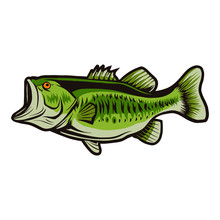 Bass Fish Vector Illustration Design Isolated Object On White Background