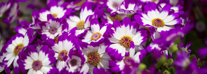 Wall Mural - Fundo com flores coloridas