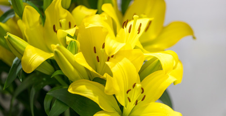 Canvas Print - Close up de lírio amarelo