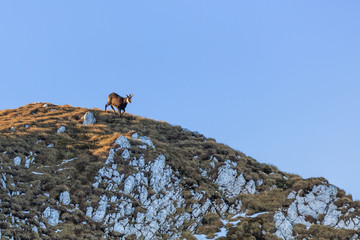 Wall Mural - chamois (Rupicapra Carpatica)