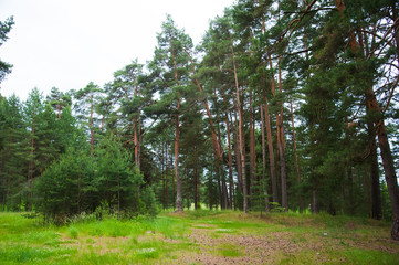 Summer Pine Forest