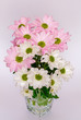 daisies bouquet of pink and white flowers Leucanthemum vulgare Lam, bouquet, flowers, white, pink, isolated, Jastrun proper, green, leaves, vase