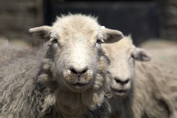 Wall Mural - Sheep on the farm close up portrait