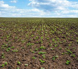 Wall Mural - Fresh green soy plants on the field in spring, selective focus