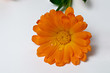 calendula water drops orange flower clear background