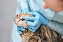 Veterinarian Examines A Cat For Tooth Decay.