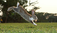 Little Cute Rabbit Bunny Running On The Field In Summer.