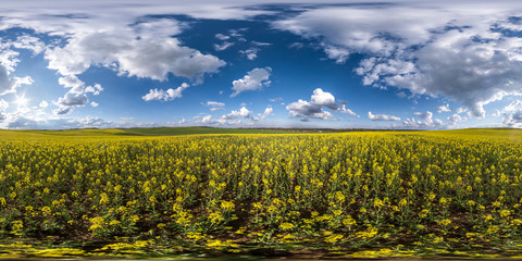 Wall Mural - full seamless spherical hdri panorama 360 degrees angle view on among rapseed canola colza fields in spring day in sky in equirectangular projection, ready for VR AR virtual reality content