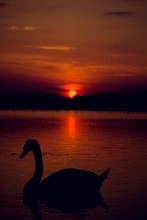 Silhouette Swan Swimming On Lake Against Sky
