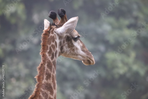 Photo Giraffe Scientific name Giraffa close up neck and face.