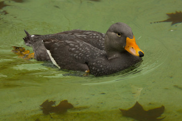 Wall Mural - The Fuegian steamer duck, the Magellanic flightless steamer duck (Tachyeres pteneres).