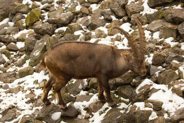 Wall Mural - Steinbock. Alpine Ibex (Capra ibex).