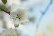 Scenic blooming apple orchards in May. White flower branch in spring, close-up selective focus