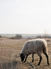 Wall Mural - A sheep is planted in a field