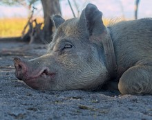 Porky The Pig Taking A Long Nap....