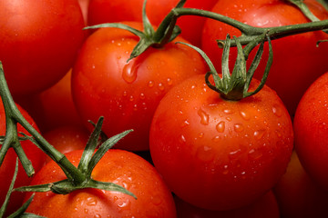 Red ripe tomatoes on vine with water droplets