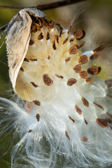 Canvas Print - Silky winged seeds of a milkweed flower in Vernon, Connecticut.