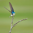 Tree Swallow in hunting flight