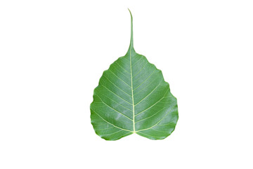 Wall Mural - isolated ficus religiosa or sacred fig leaf with clipping paths