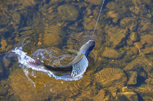 Grayling. Catching Grayling. Fishing In Siberia. Grayling In Shallow Water. Fly Fishing. Grayling On The Hook.