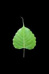 Wall Mural - isolated ficus religiosa or sacred fig leaf with clipping paths