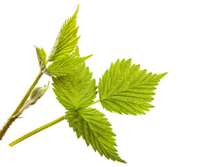 Wall Mural - Young raspberry bush sprouts on an isolated white background. Raspberry branch with green leaves, isolate.