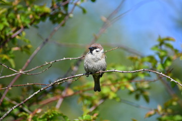 bird. nightingale. sparrow. a tree. tree. Spring . bird on a tree. cone. tree. green tree. green background . background . Spring. summer